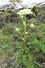 Angelica morrisonicola