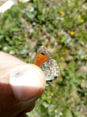 Erebia tyndarus