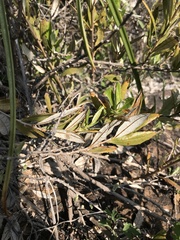 Spinoliva ilicifolia