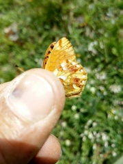 Boloria napaea