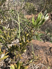 Spinoliva ilicifolia
