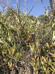 Spinoliva ilicifolia