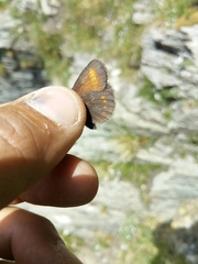 Erebia pharte