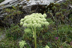 Angelica morrisonicola