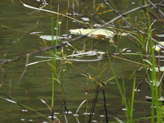 Dendrophidion bivittatus