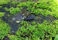 Paroriaethus multispinis