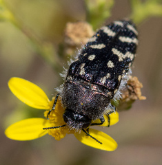 Acmaeodera bacchariphaga