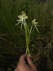 Habenaria melvillei