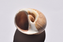 Naticarius stercusmuscarum