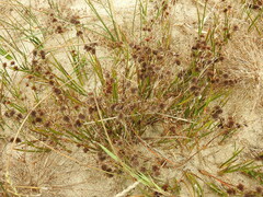 Juncus phaeocephalus