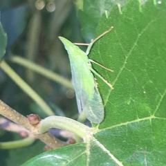 Rhynchomitra