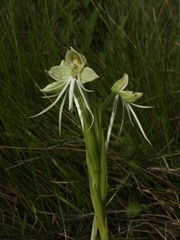 Habenaria melvillei