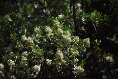 Escallonia resinosa