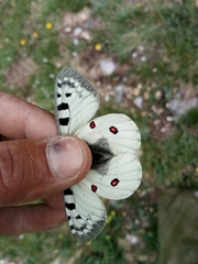 Parnassius phoebus