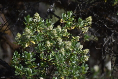 Escallonia resinosa