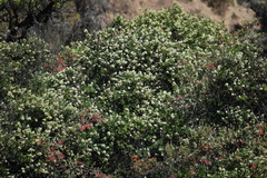 Escallonia resinosa