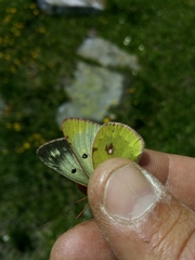 Colias phicomone