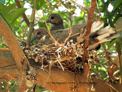 Streptopelia senegalensis