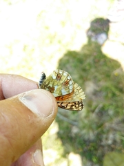 Boloria napaea