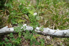 Thalictrum myriophyllum