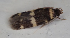 Oegoconia deauratella