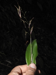 Pleurothallis stricta