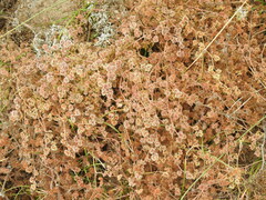 Chorizanthe cuspidata