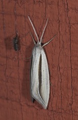 Doryodes spadaria