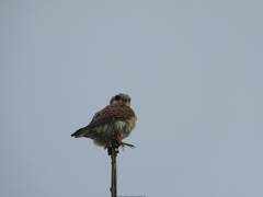Falco sparverius dominicensis