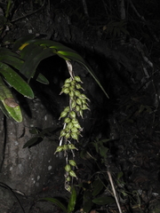 Epidendrum ruizianum
