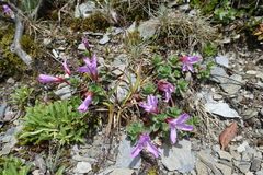 Epilobium nankotaizanense
