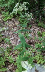 Eupatorium godfreyanum