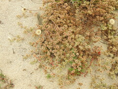 Chorizanthe cuspidata