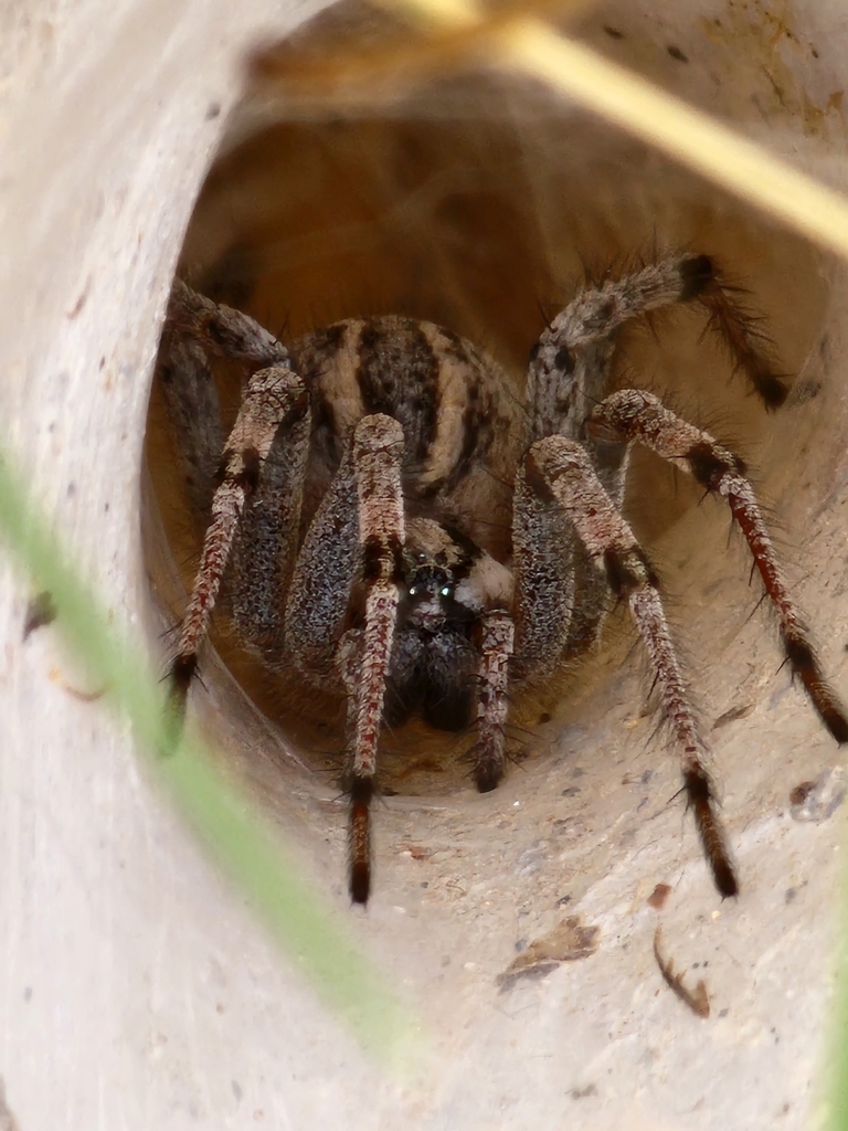 Desert Grass Spider From Las Vegas, Nv 89166, Usa On August 4, 2022 At 