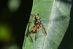 Spilomyia interrupta