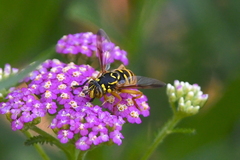 Spilomyia interrupta