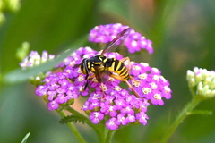 Spilomyia interrupta