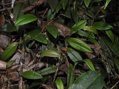 Pleurothallis stricta