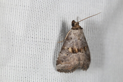 Hyperstrotia flaviguttata