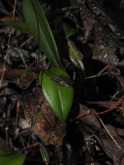Pleurothallis stricta