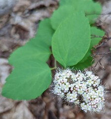 Spiraea corymbosa