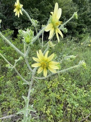 Silphium mohrii