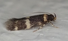 Oegoconia deauratella