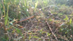 Ceriagrion calamineum
