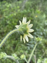 Silphium mohrii