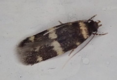 Oegoconia deauratella