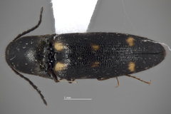 Megapenthes stigmosus