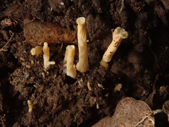 Craterellus luteus