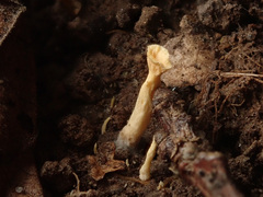 Craterellus luteus