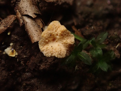 Craterellus luteus